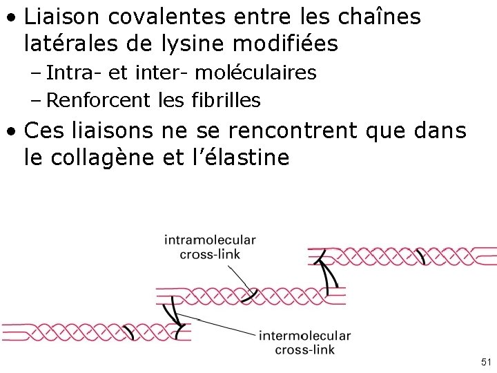  • Liaison covalentes entre les chaînes latérales de lysine modifiées – Intra- et