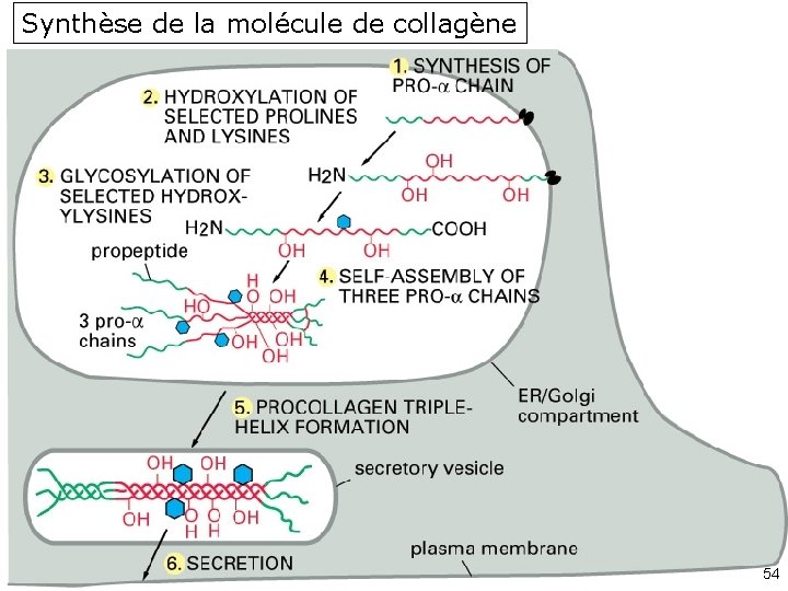 Synthèse de la molécule de collagène Fig 19 -47 54 