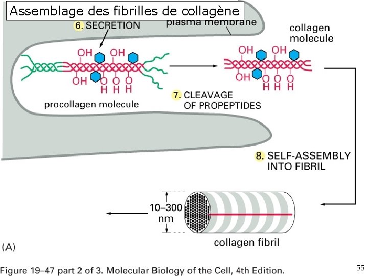 Assemblage des fibrilles de collagène Fig 19 -47 55 