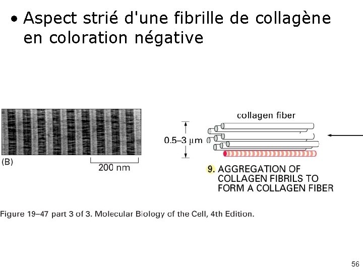  • Aspect strié d'une fibrille de collagène en coloration négative Fig 19 -47