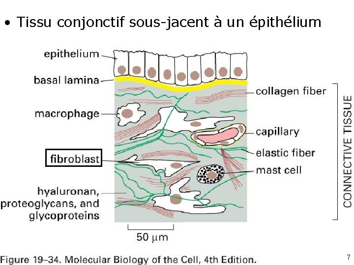  • Tissu conjonctif sous-jacent à un épithélium Fig 19 -34 7 