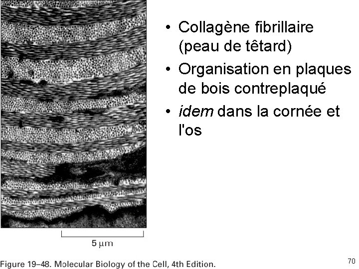  • Collagène fibrillaire (peau de têtard) • Organisation en plaques de bois contreplaqué