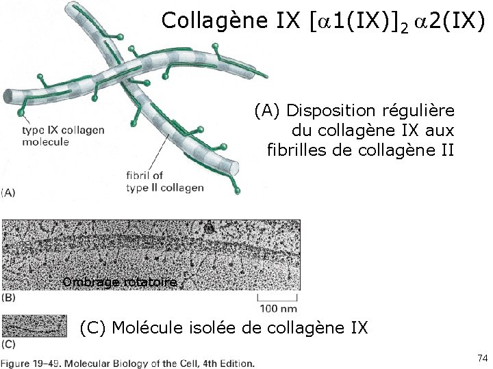 Collagène IX [ 1(IX)]2 2(IX) (A) Disposition régulière du collagène IX aux fibrilles de