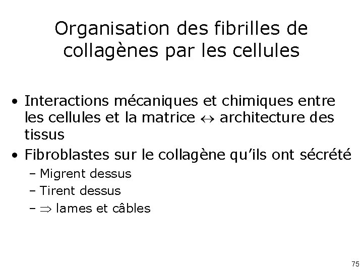 Organisation des fibrilles de collagènes par les cellules • Interactions mécaniques et chimiques entre