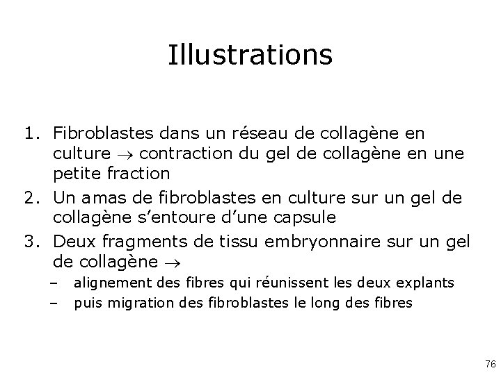 Illustrations 1. Fibroblastes dans un réseau de collagène en culture contraction du gel de