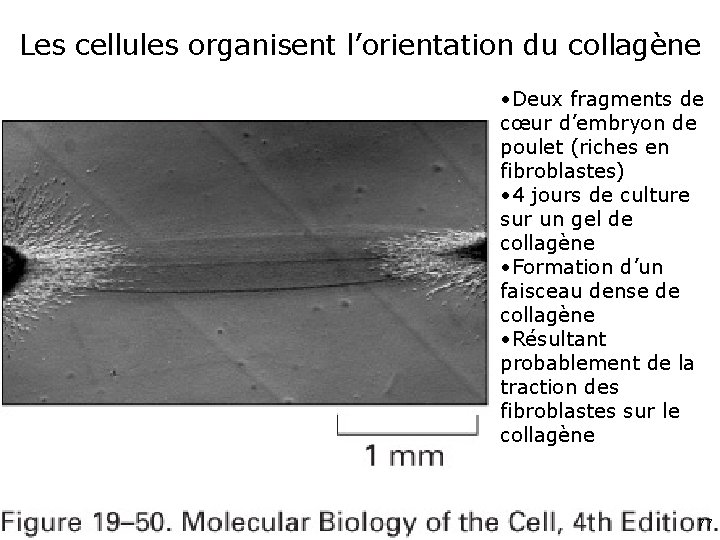 Les cellules organisent l’orientation du collagène Fig 19 -50 • Deux fragments de cœur