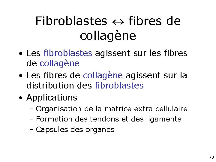 Fibroblastes fibres de collagène • Les fibroblastes agissent sur les fibres de collagène •