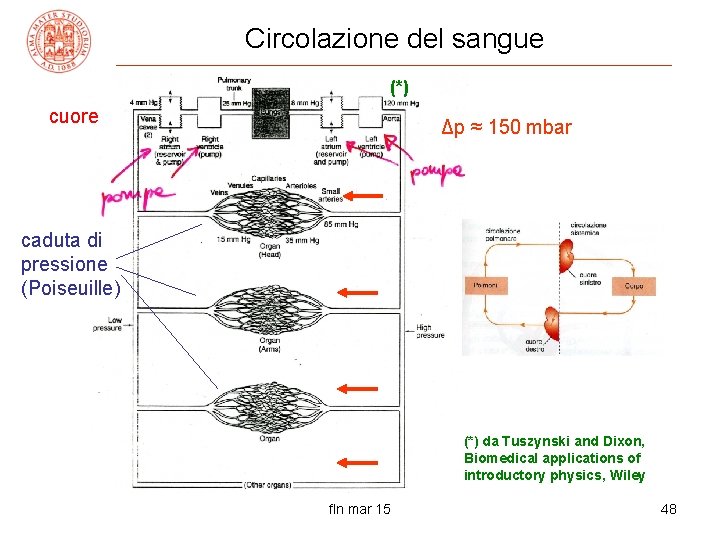 Circolazione del sangue (*) cuore Δp ≈ 150 mbar caduta di pressione (Poiseuille) (*)