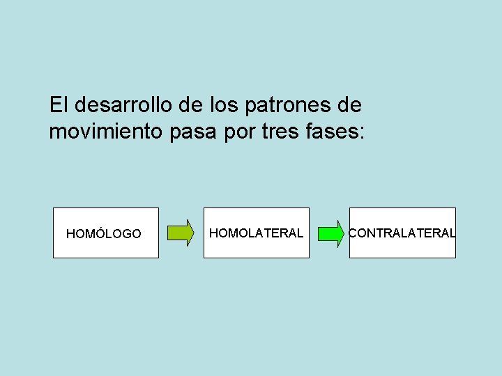 El desarrollo de los patrones de movimiento pasa por tres fases: HOMÓLOGO HOMOLATERAL CONTRALATERAL