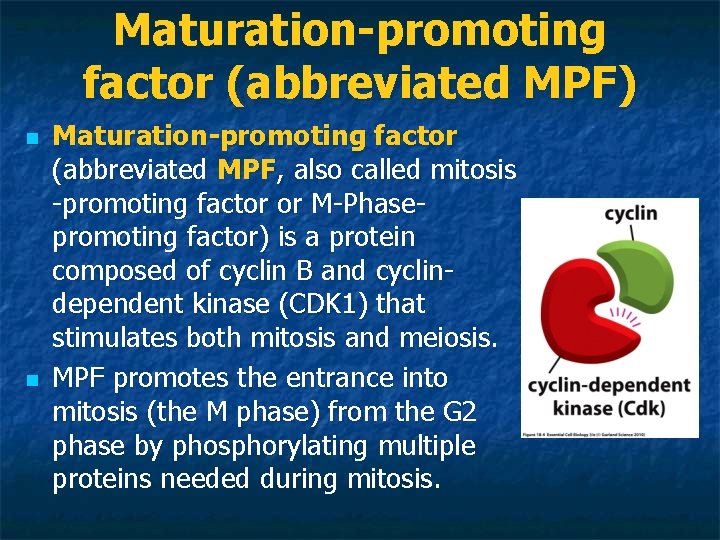 Maturation-promoting factor (abbreviated MPF) n n Maturation-promoting factor (abbreviated MPF, also called mitosis -promoting