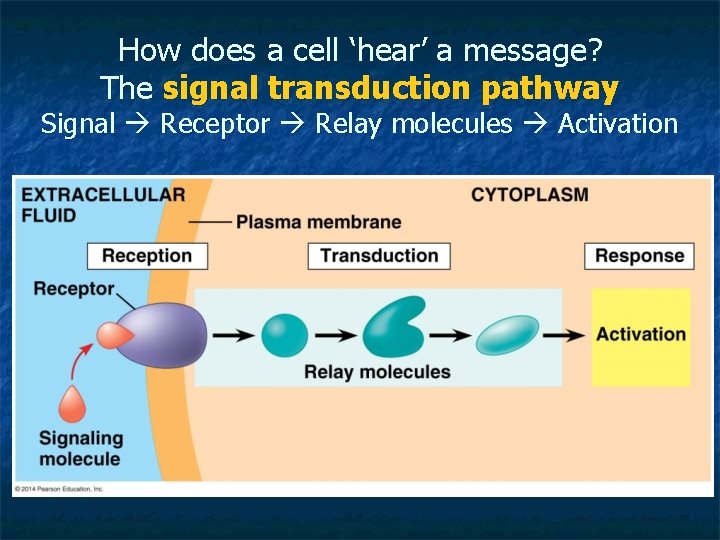 How does a cell ‘hear’ a message? The signal transduction pathway Signal Receptor Relay