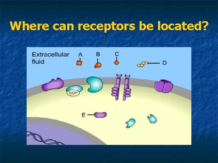 Where can receptors be located? 