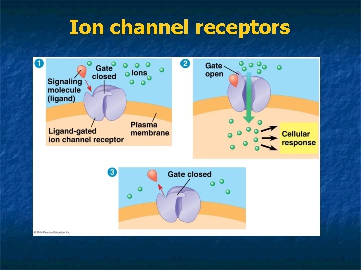 Ion channel receptors 