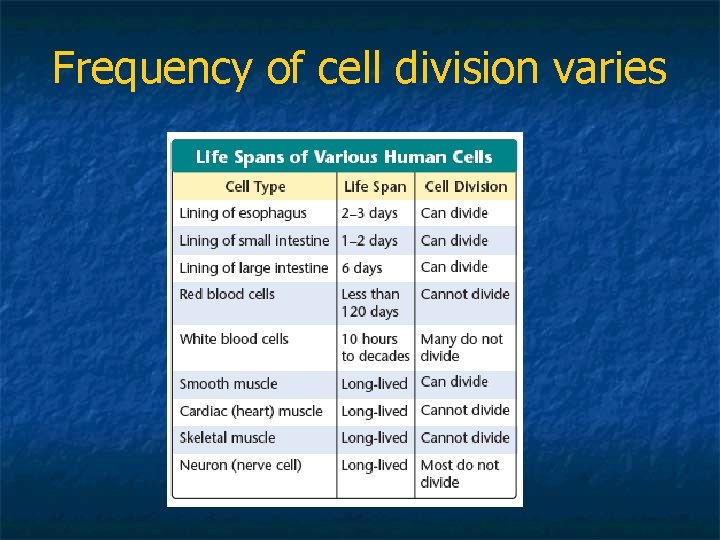 Frequency of cell division varies 