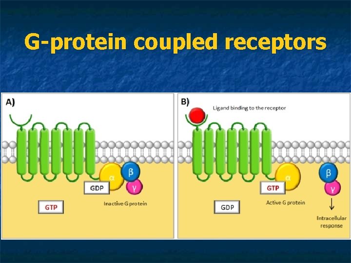 G-protein coupled receptors 