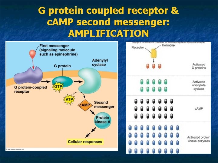 G protein coupled receptor & c. AMP second messenger: AMPLIFICATION 