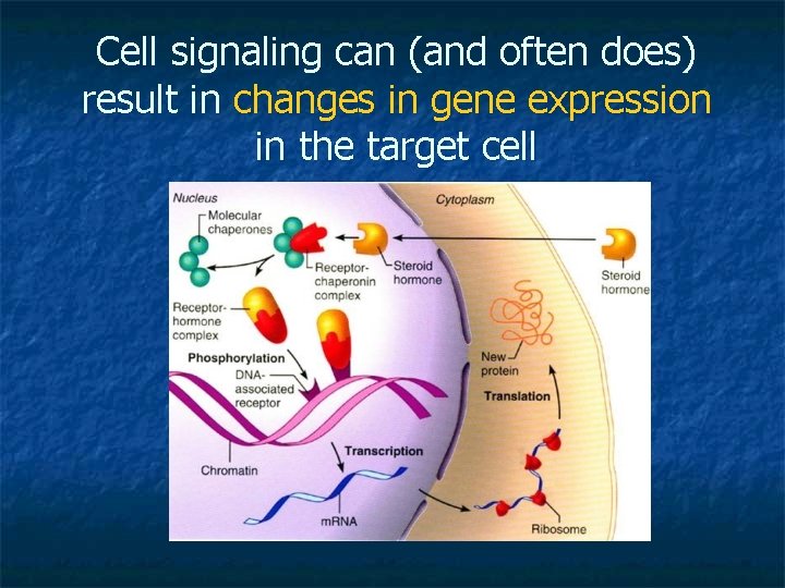 Cell signaling can (and often does) result in changes in gene expression in the