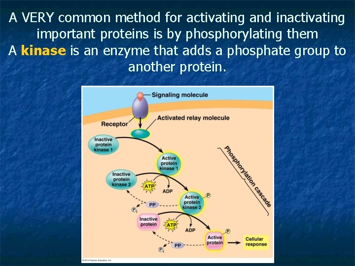 A VERY common method for activating and inactivating important proteins is by phosphorylating them