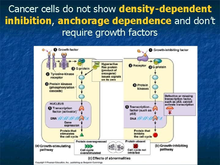 Cancer cells do not show density-dependent inhibition, anchorage dependence and don’t require growth factors