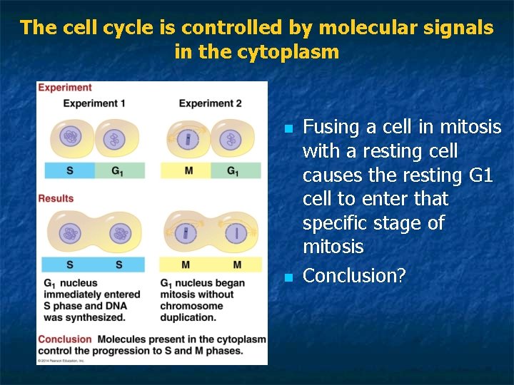 The cell cycle is controlled by molecular signals in the cytoplasm n n Fusing