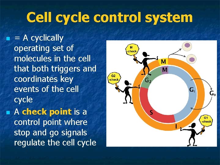 Cell cycle control system n n = A cyclically operating set of molecules in