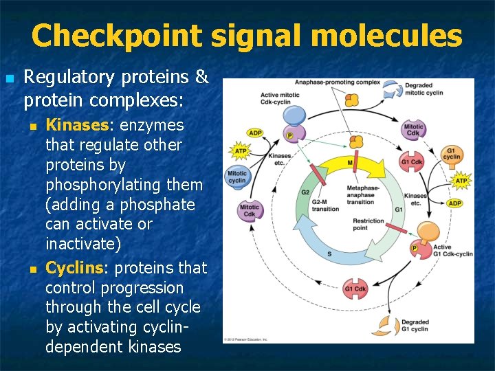 Checkpoint signal molecules n Regulatory proteins & protein complexes: n n Kinases: enzymes that