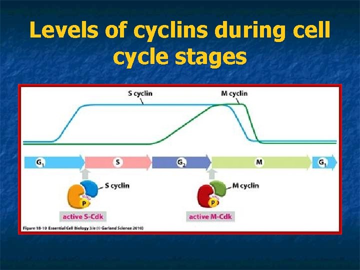 Levels of cyclins during cell cycle stages 
