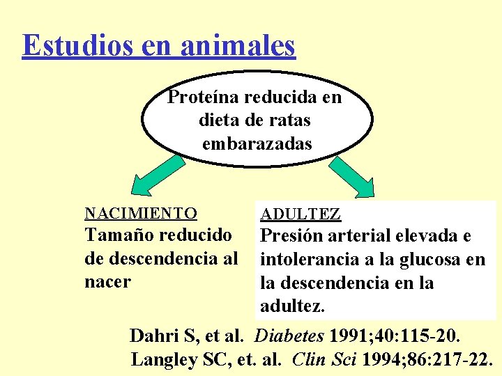 Estudios en animales Proteína reducida en dieta de ratas embarazadas NACIMIENTO ADULTEZ Tamaño reducido