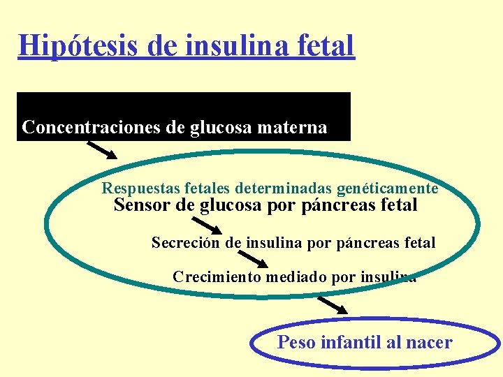 Hipótesis de insulina fetal Concentraciones de glucosa materna Respuestas fetales determinadas genéticamente Sensor de