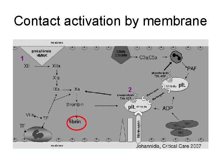 Contact activation by membrane 1 2 