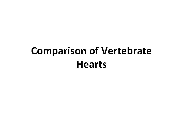 Comparison of Vertebrate Hearts 