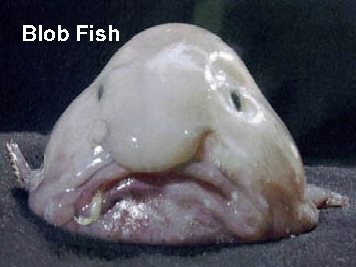 Blob Fish 