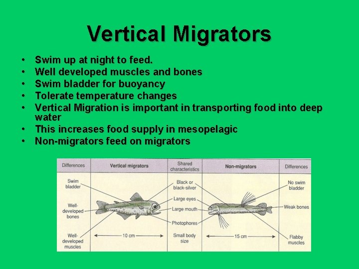 Vertical Migrators • • • Swim up at night to feed. Well developed muscles