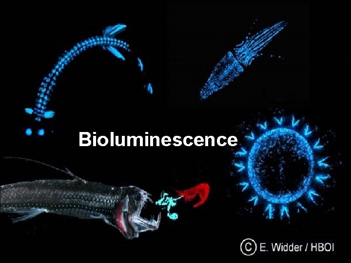 Bioluminescence 