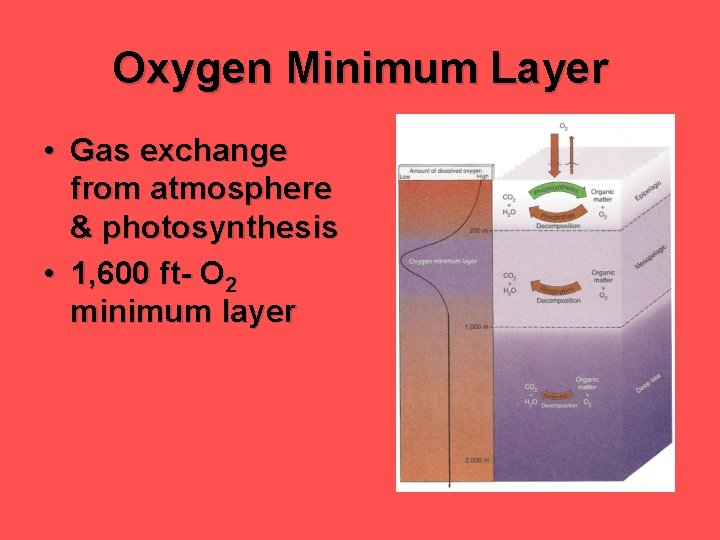 Oxygen Minimum Layer • Gas exchange from atmosphere & photosynthesis • 1, 600 ft-
