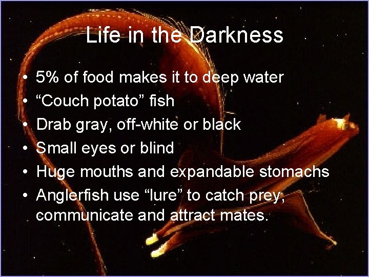 Life in the Darkness • • • 5% of food makes it to deep