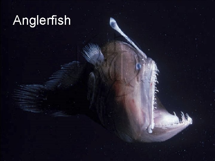 Anglerfish 
