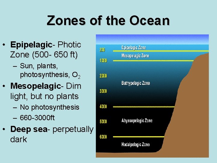 Zones of the Ocean • Epipelagic- Photic Zone (500 - 650 ft) – Sun,