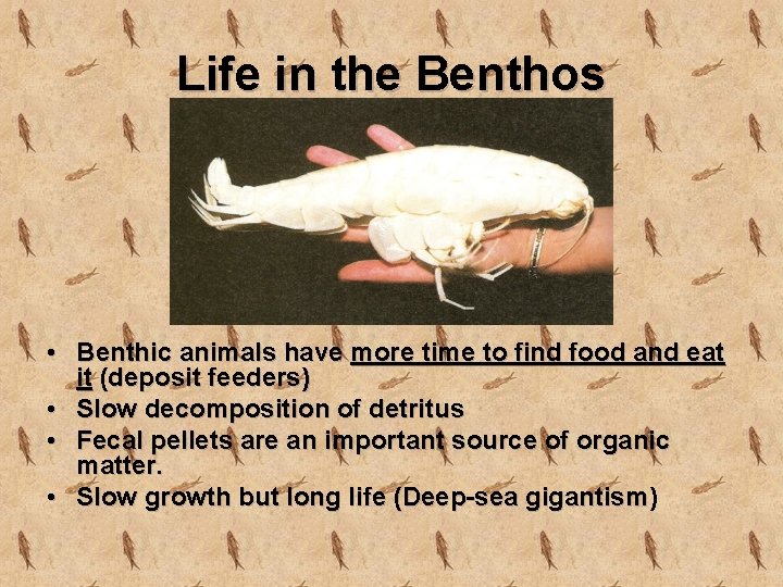 Life in the Benthos • Benthic animals have more time to find food and
