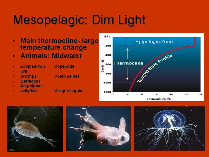 Mesopelagic: Dim Light • Main thermocline- large temperature change • Animals: Midwater • •