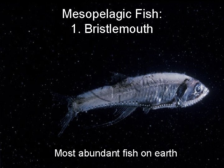 Mesopelagic Fish: 1. Bristlemouth Most abundant fish on earth 