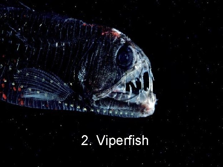 2. Viperfish 