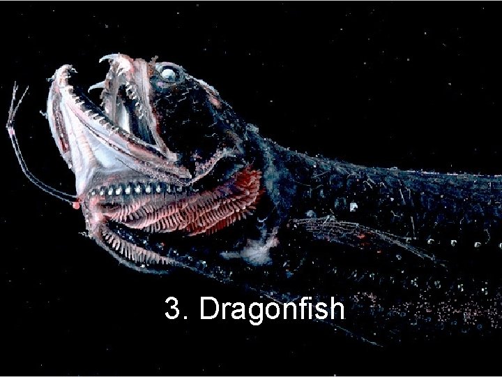 3. Dragonfish 