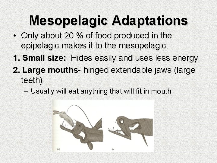 Mesopelagic Adaptations • Only about 20 % of food produced in the epipelagic makes
