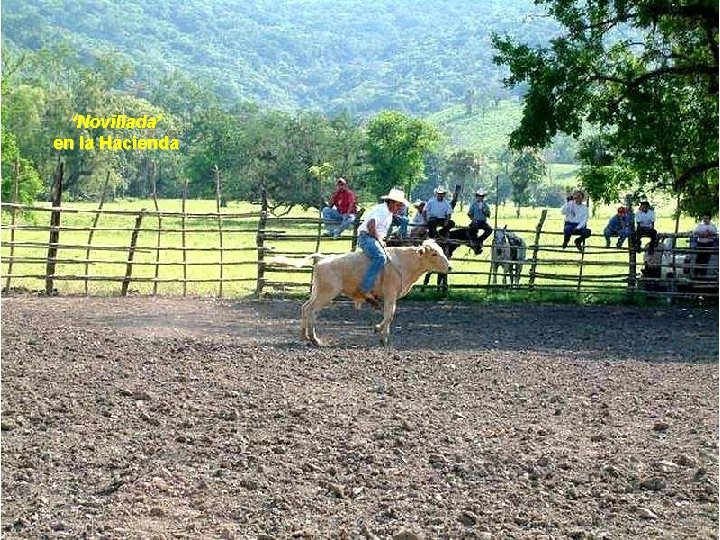 ‘Novillada’ en la Hacienda 