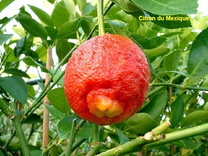 Citron du Mexique 