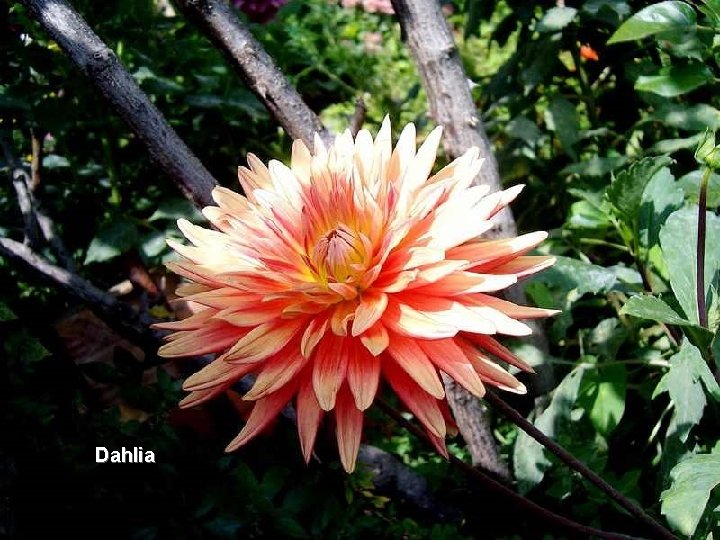 Dahlia 