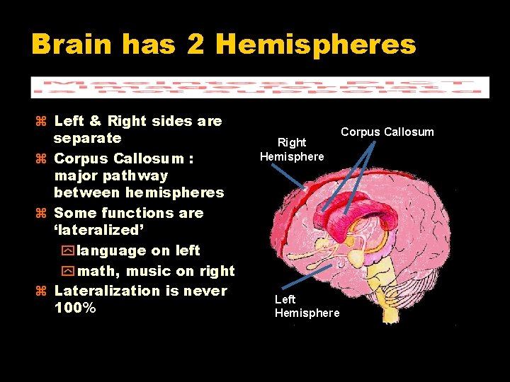 Brain has 2 Hemispheres Left & Right sides are separate Corpus Callosum : major