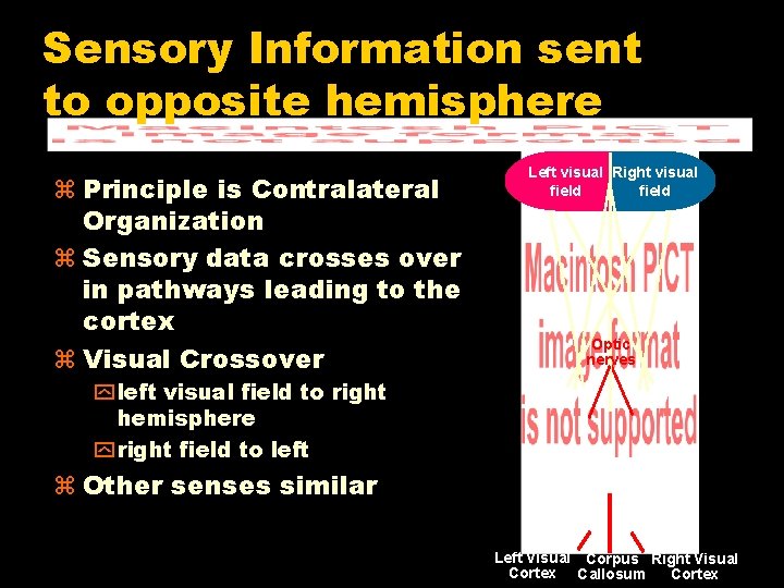 Sensory Information sent to opposite hemisphere Principle is Contralateral Organization Sensory data crosses over