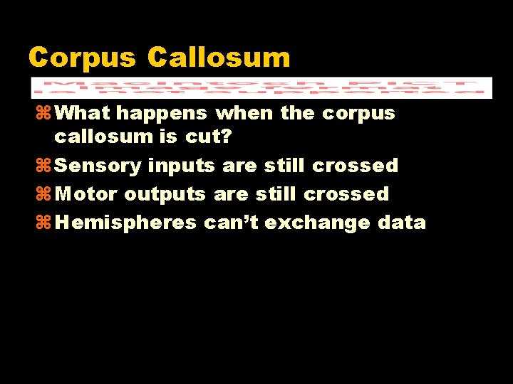 Corpus Callosum What happens when the corpus callosum is cut? Sensory inputs are still